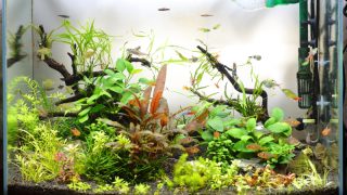 60cm水槽　レイアウトの水草のリセット